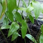Asparagus asparagoides Blatt