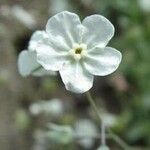 Omphalodes linifolia Квітка