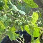 Solanum scabrum 果実