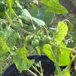 Solanum scabrum Fruit