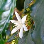 Coffea arabica Flower