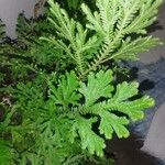 Selaginella willdenowiiFulla