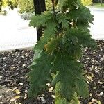 Quercus cerris Blad