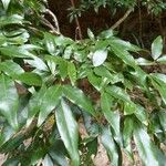 Arthroclianthus angustifolius Habit