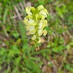 Pedicularis ascendens Flower