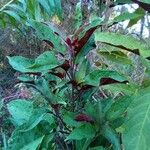 Clerodendrum quadriloculare Fulla