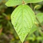 Desmodium intortum Leaf