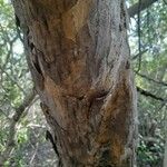 Manilkara mochisia 樹皮