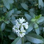 Ligustrum vulgare Flower