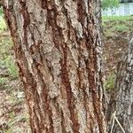 Platypodium elegans Bark