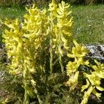 Corydalis cheilanthifolia Blomma