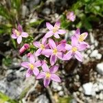 Centaurium erythraea 花