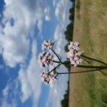 Valeriana dioica Çiçek