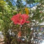 Hibiscus schizopetalus 花