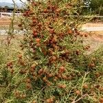 Juniperus phoenicea Hábito