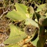 Abutilon pannosum