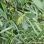 Salix alba Liść