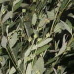 Sida rhombifolia موطن