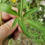 Monarda punctata Leaf