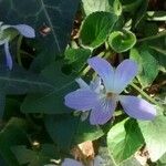 Viola suavis 花