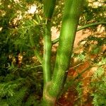 Prosopis juliflora Bark