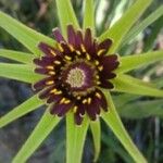 Tragopogon porrifolius 花