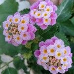 Lantana camaraŽiedas