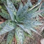 Aloe maculata Φύλλο