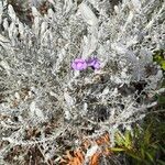 Eremophila nivea Hostoa