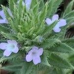 Verbena bracteata Blüte