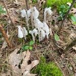 Monotropa uniflora Лист