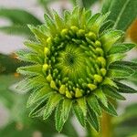 Echinacea pallida Egyéb