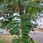 Peltophorum dubium Leaf