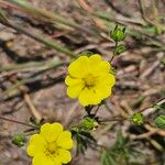 Potentilla inclinata 花