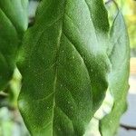 Elaeagnus multiflora Leaf