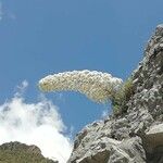 Saxifraga longifolia Kvet