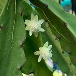 Rhipsalis grandiflora 花