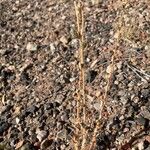 Bassia hyssopifolia 树皮
