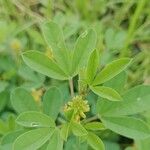 Crotalaria pycnostachya Hoja