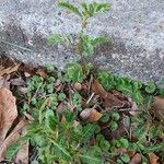 Phyllanthus urinaria Habit