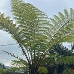 Cyathea arborea Hoja