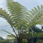 Cyathea arborea Leaf