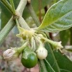 Athenaea velutina फल
