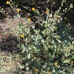 Abutilon palmeri (Hábito)