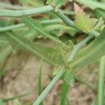 Launaea nudicaulis Bark