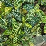 Sanchezia oblonga Leaf