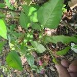 Pyrus calleryana Leaf