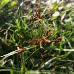 Cyperus rotundusFlors