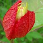 Passiflora coccinea Kvet