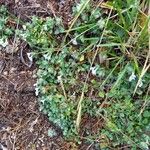 Stachys corsica Habitat